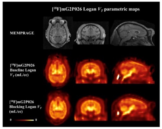 PET imaging results of [18F]mG2P026 in a cynomolgus monkey
